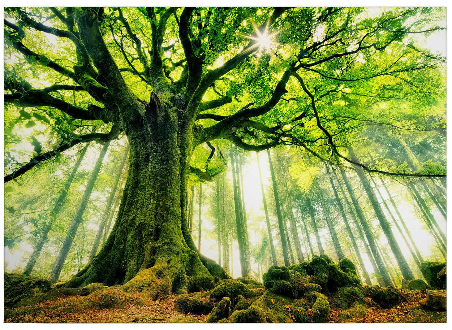             Kiciak Leinwandbild Blätterwald mit Märchenstimmung – 0,70 m x 0,50 m
        