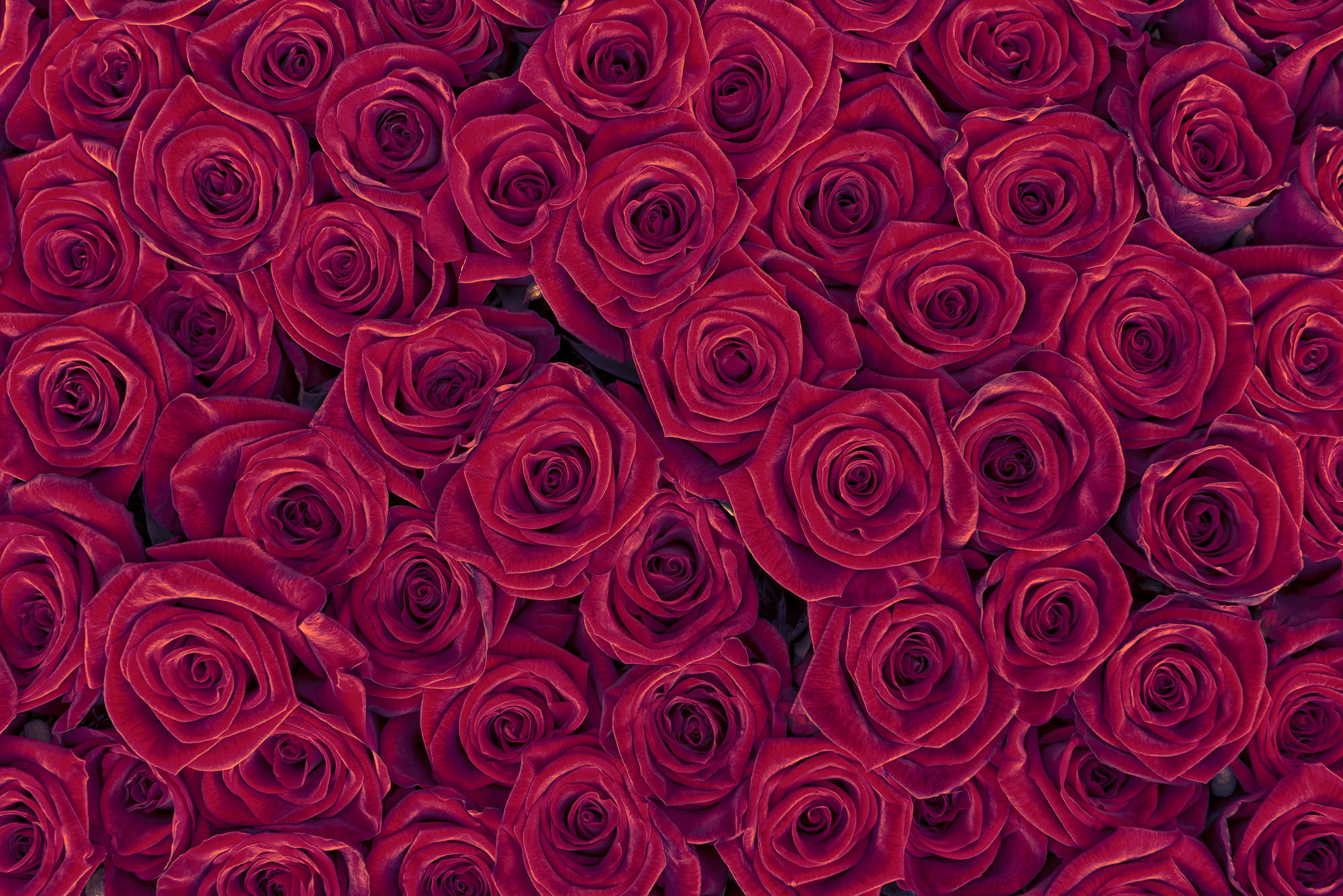             Pflanzen Fototapete rote Rosen auf Perlmutt Glattvlies
        