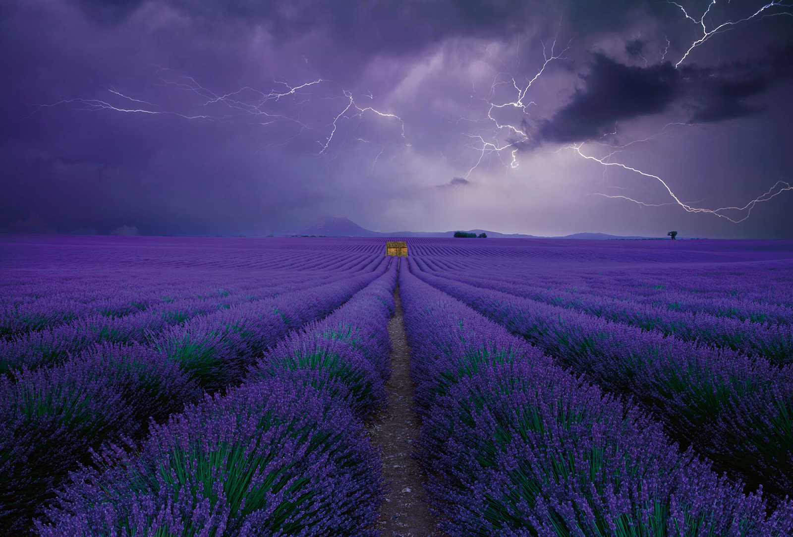         Fototapete Lavendel Feld – Violett, Grün, Braun
    