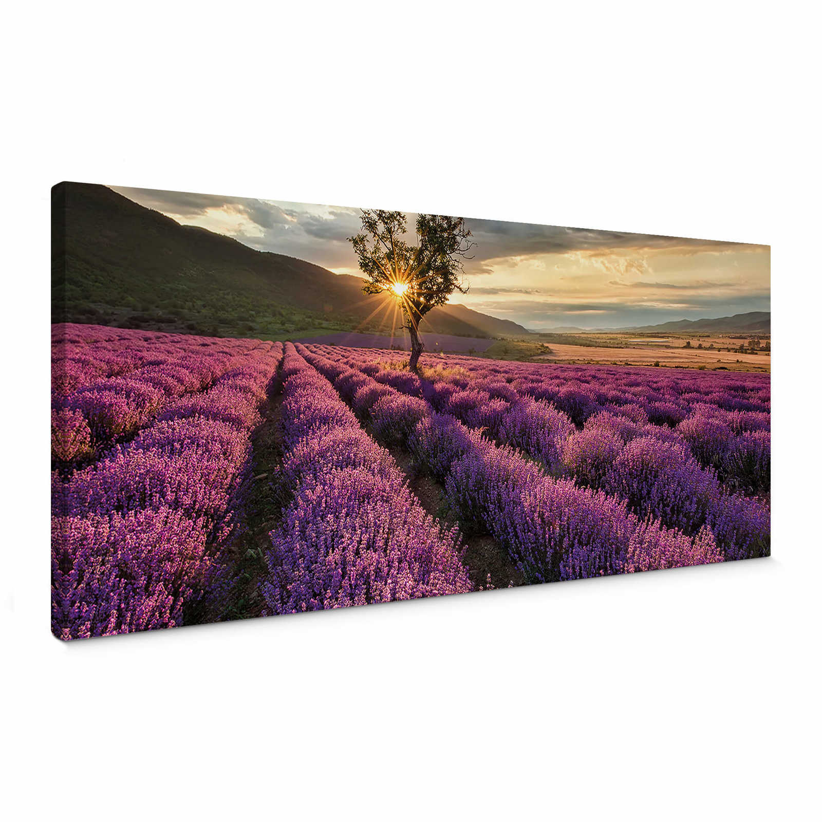 Leinwandbild vom Lavendel in der Provence – 1,00 m x 0,40 m
