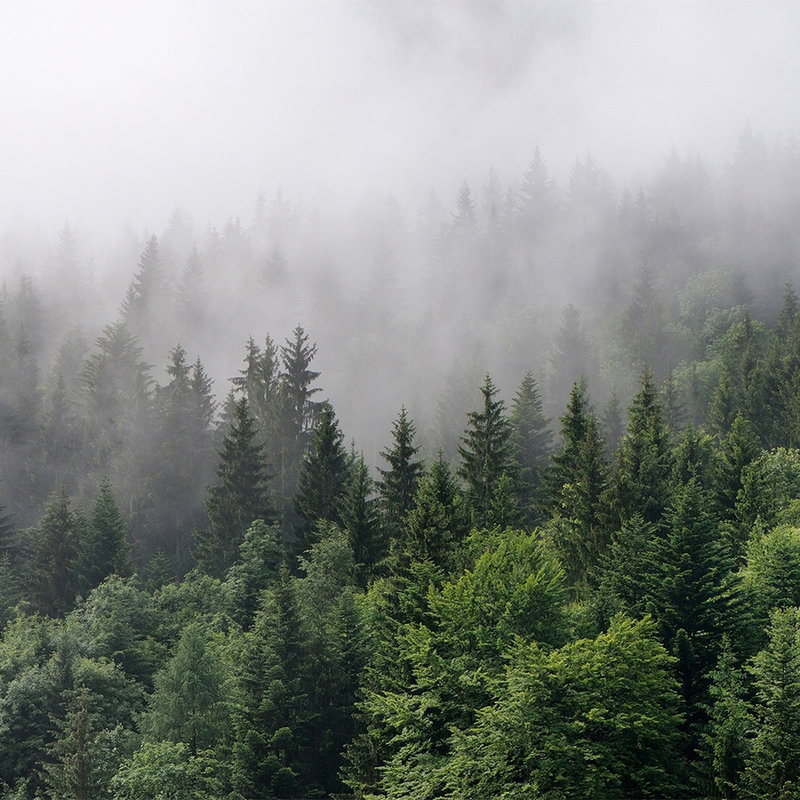         Wald von oben an einem nebeligen Tag – Grün, Weiß
    