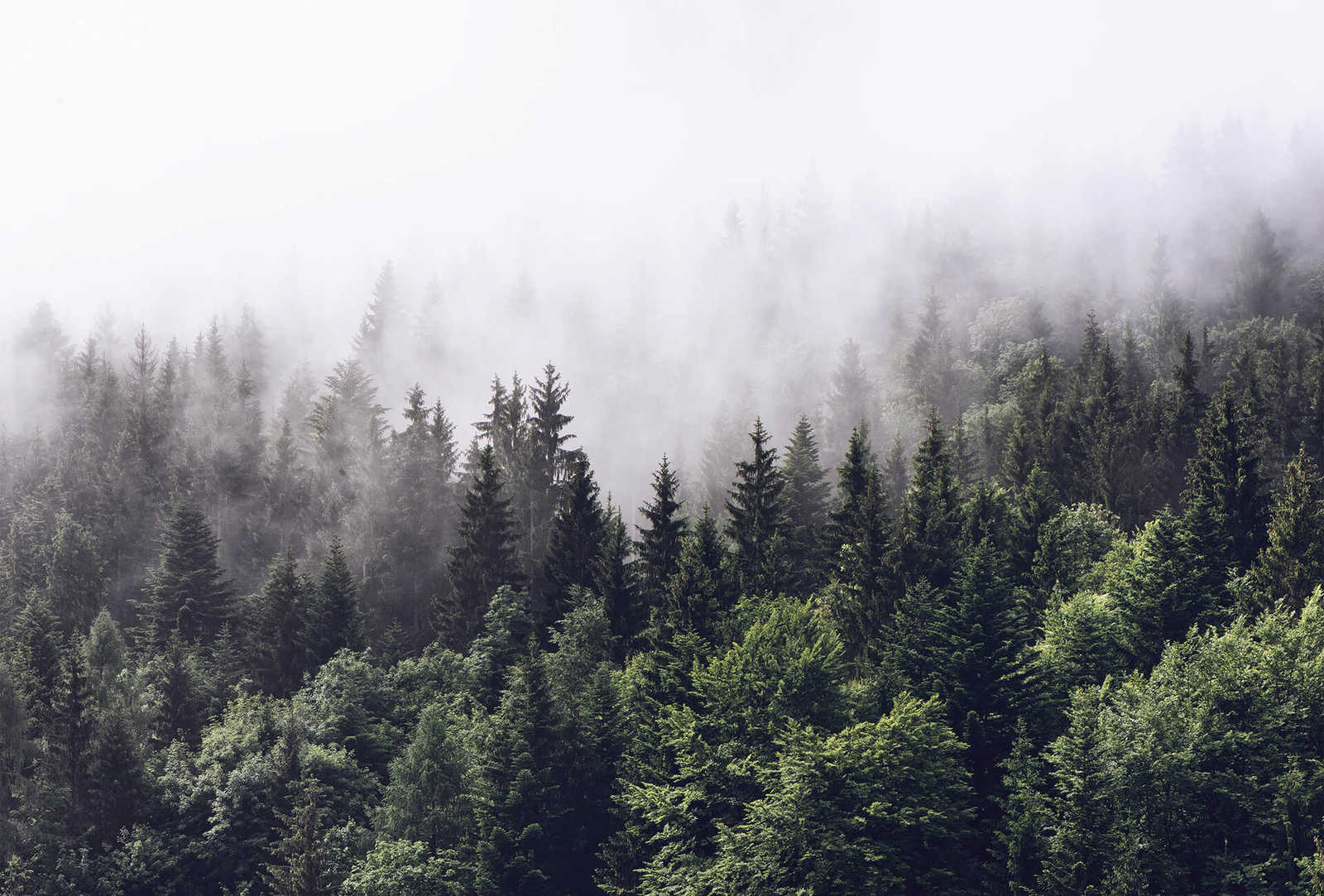 Fototapete Wald im Nebel – Grün, Weiß
