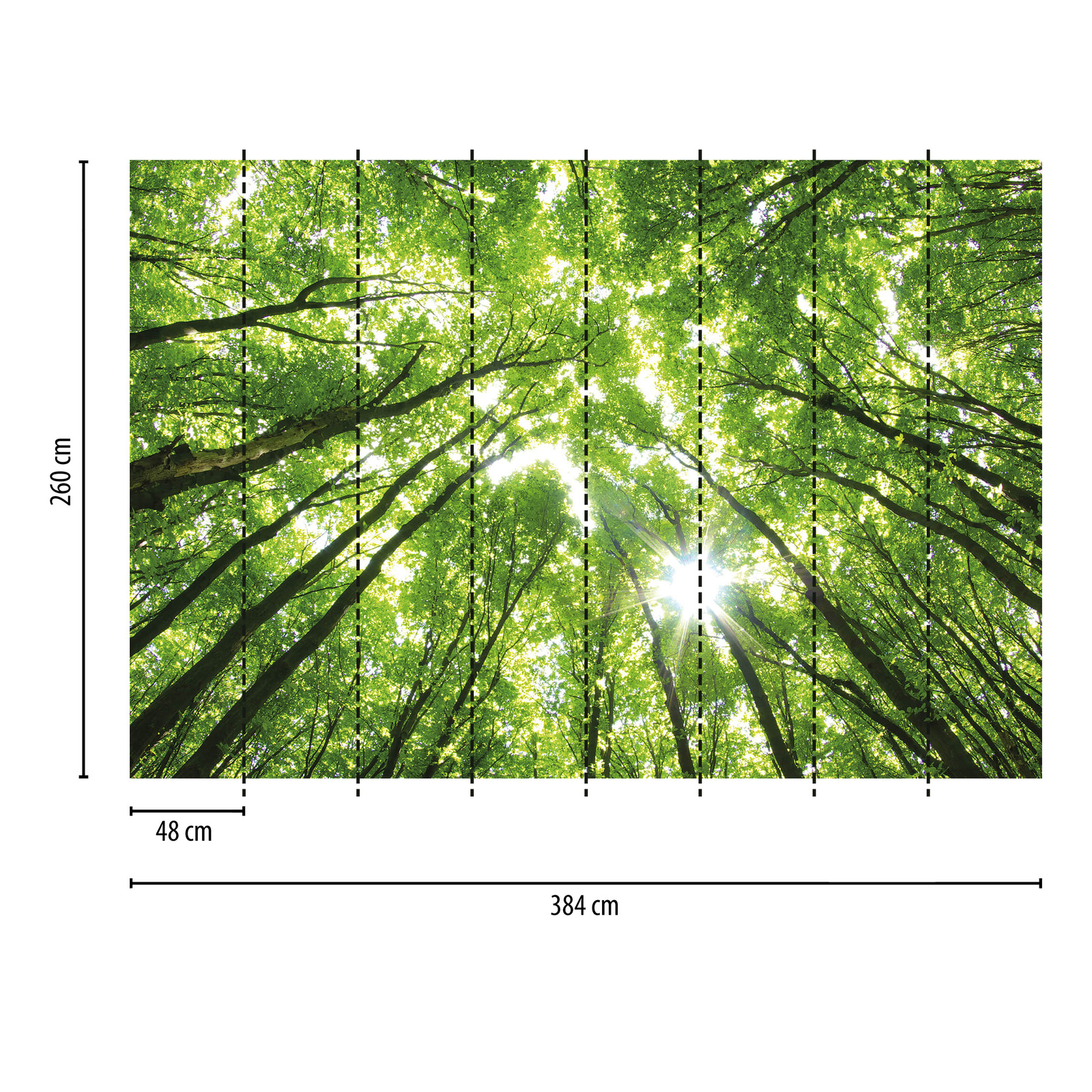             Fototapete Bäume mit Lichteinfall – Grün, Braun, Weiß
        