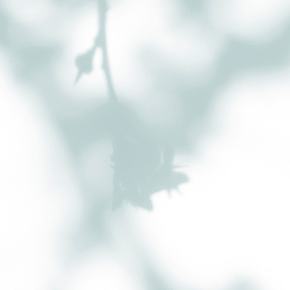             Light Room 2 – Fototapete Natur Schatten in Blaugrün & Weiß
        