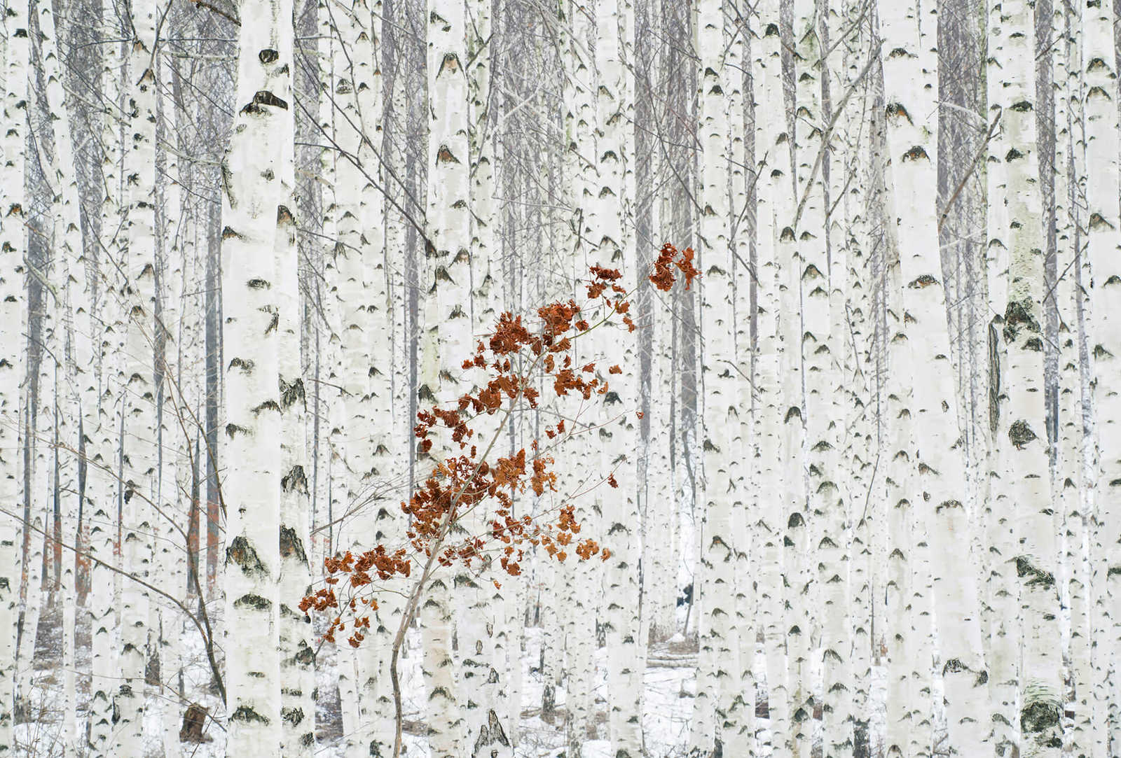 Fototapete weißer Birken Wald – Weiß, Grau, Braun
