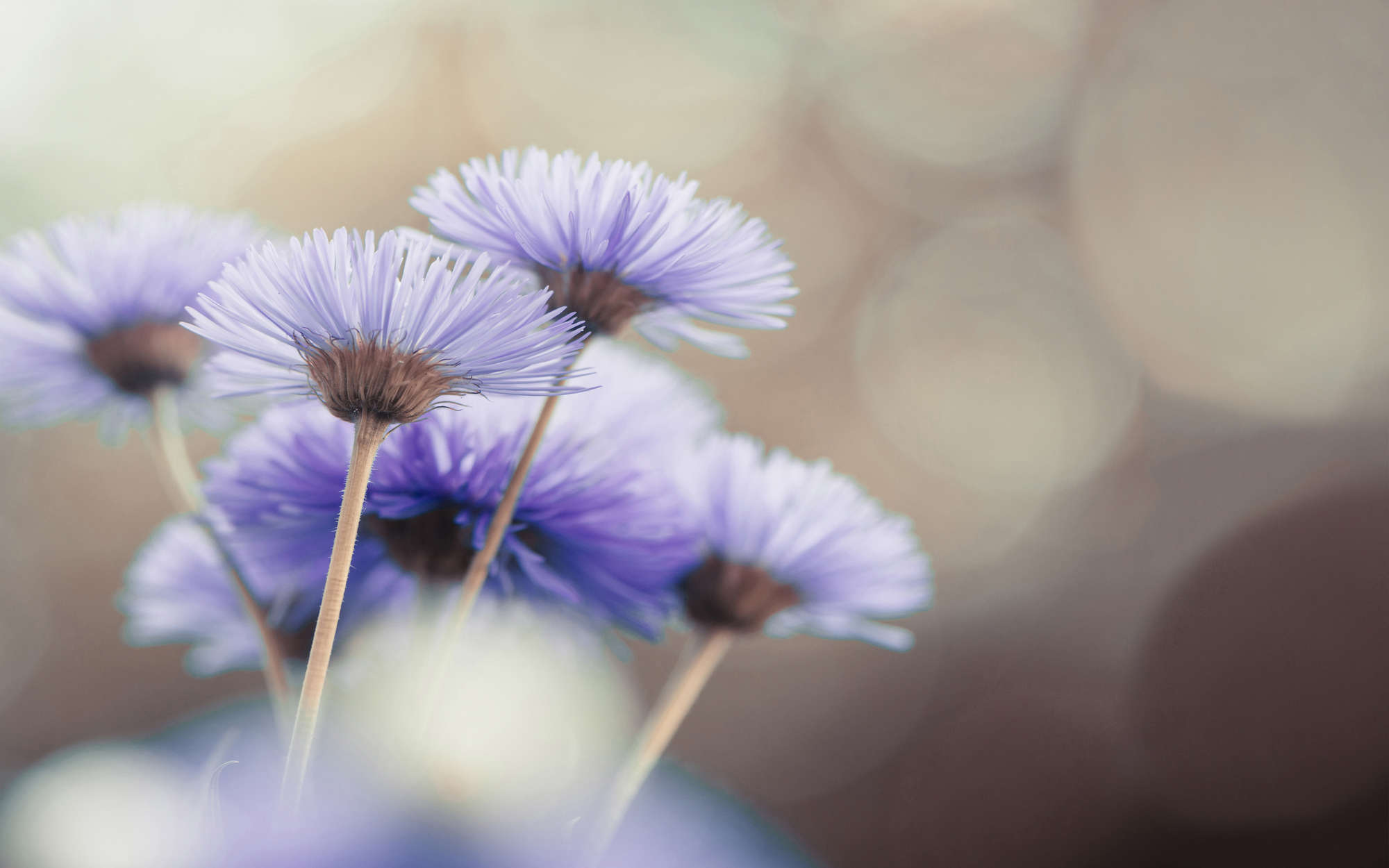             Fototapete Blumen in Violett – Strukturiertes Vlies
        