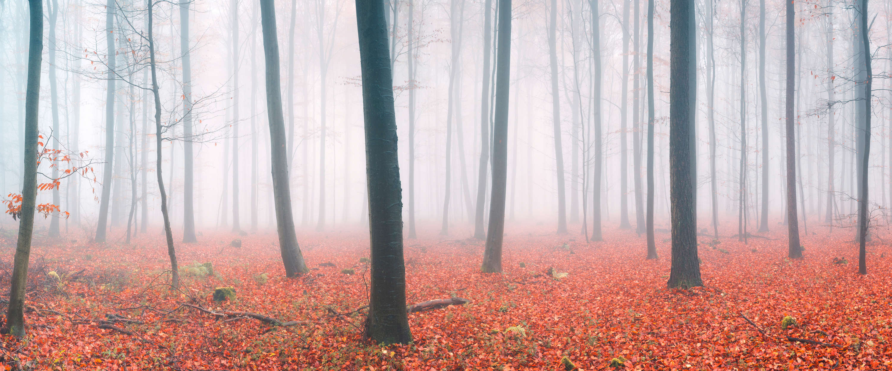             Fototapete Nebelwald mit rotem Herbstlaub
        