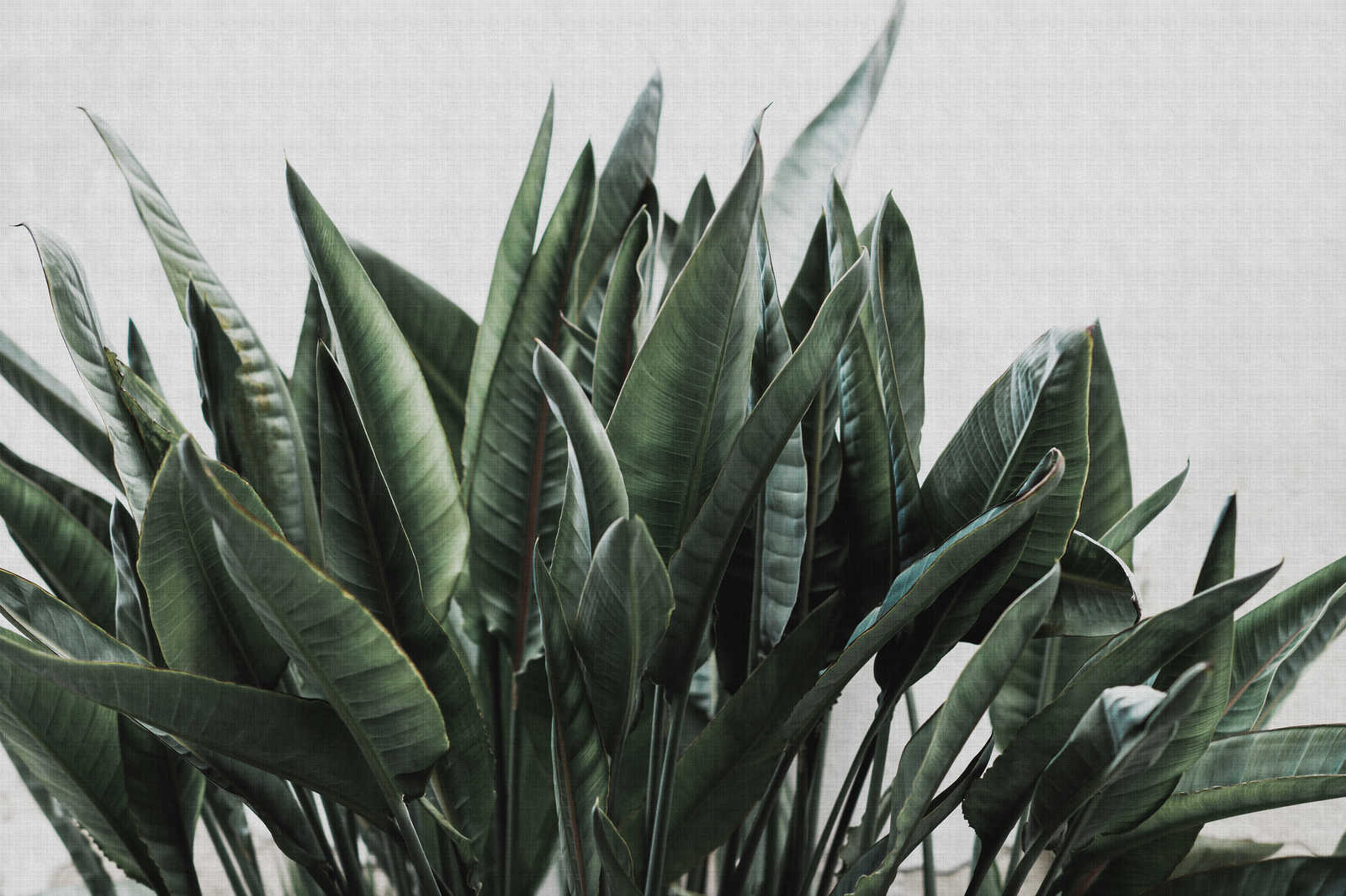             Urban jungle 2 - Palmenblätter Leinwandbild, naturleinen Struktur exotische Pflanzen – 1,20 m x 0,80 m
        
