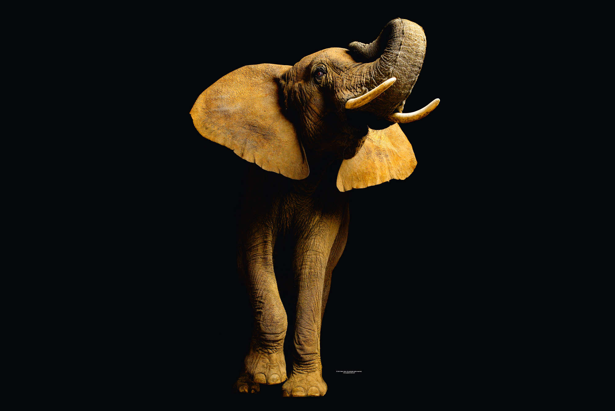             Elefanten Fototapete vor schwarzem Hintergrund auf Premium Glattvlies
        