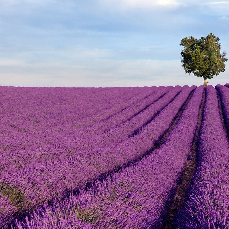 Natur Fototapete Lavendelfeld – Mattes Glattvlies
