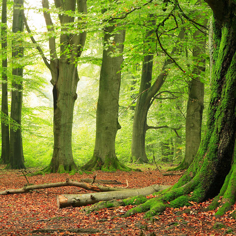         Natur Fototapete Wald Motiv auf Premium Glattvlies
    