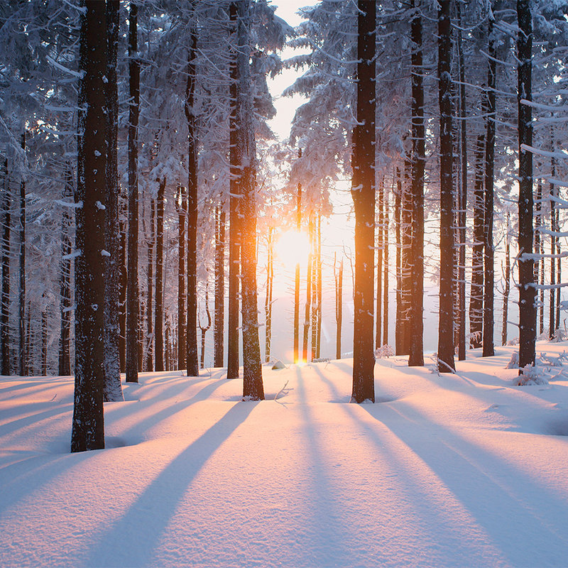 Fototapete Schnee im Winterwald – Mattes Glattvlies

