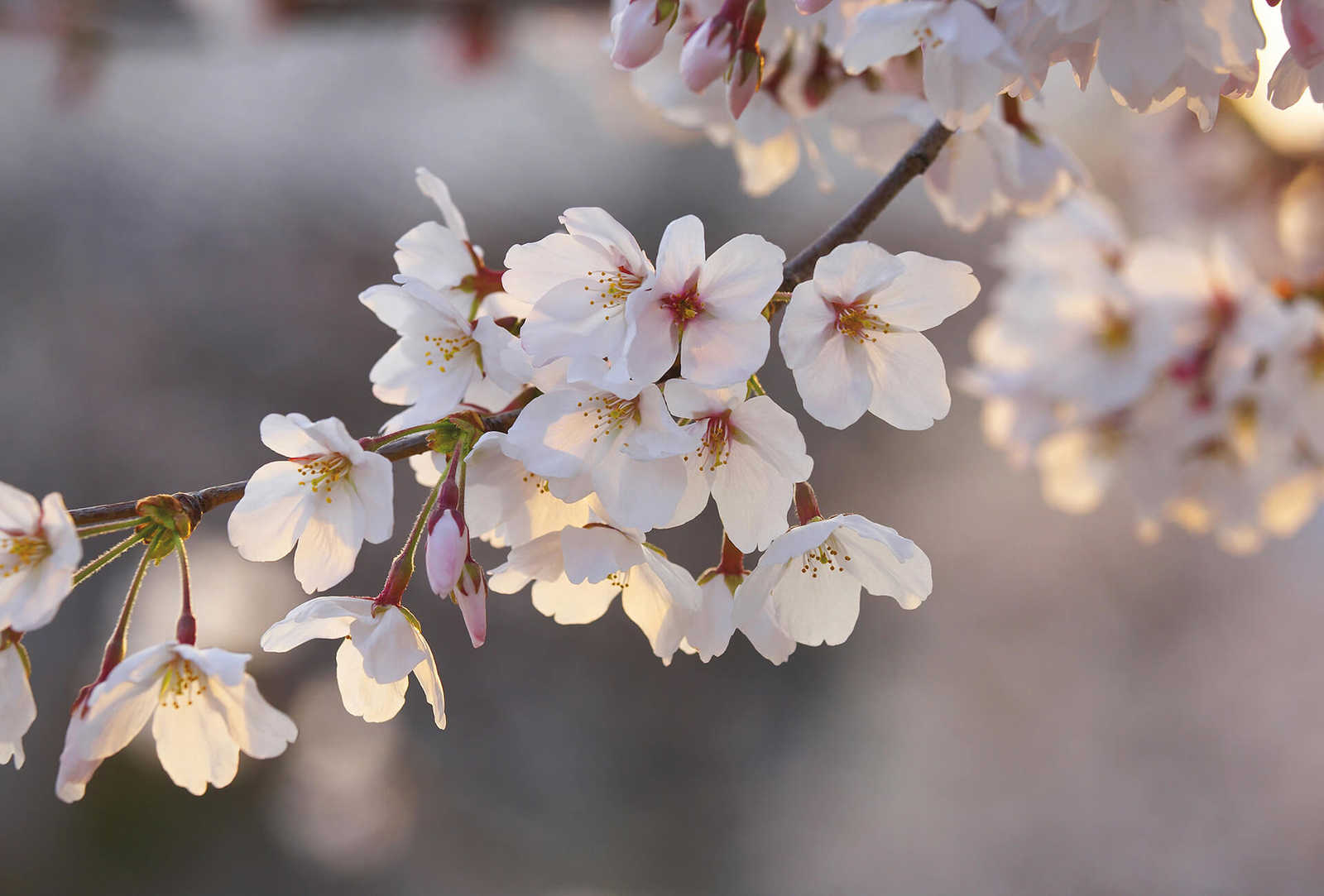         Fototapete Kirschblüten – Weiß, Rosa, Braun
    