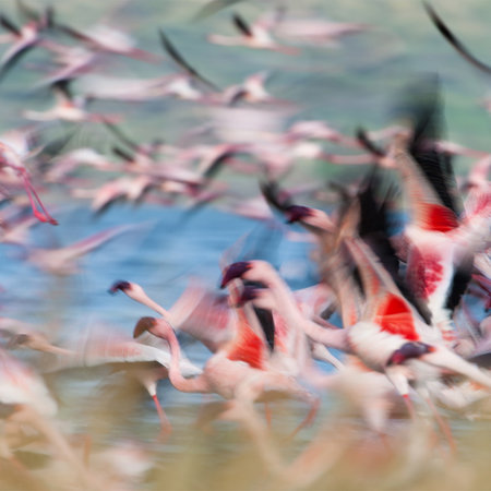         Fototapete Flamingos beim Flugstart
    