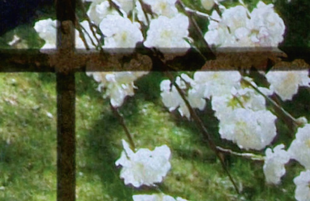             Orchard 2 - Fototapete, Fenster mit Garten Ausblick – Grün, Rosa | Perlmutt Glattvlies
        