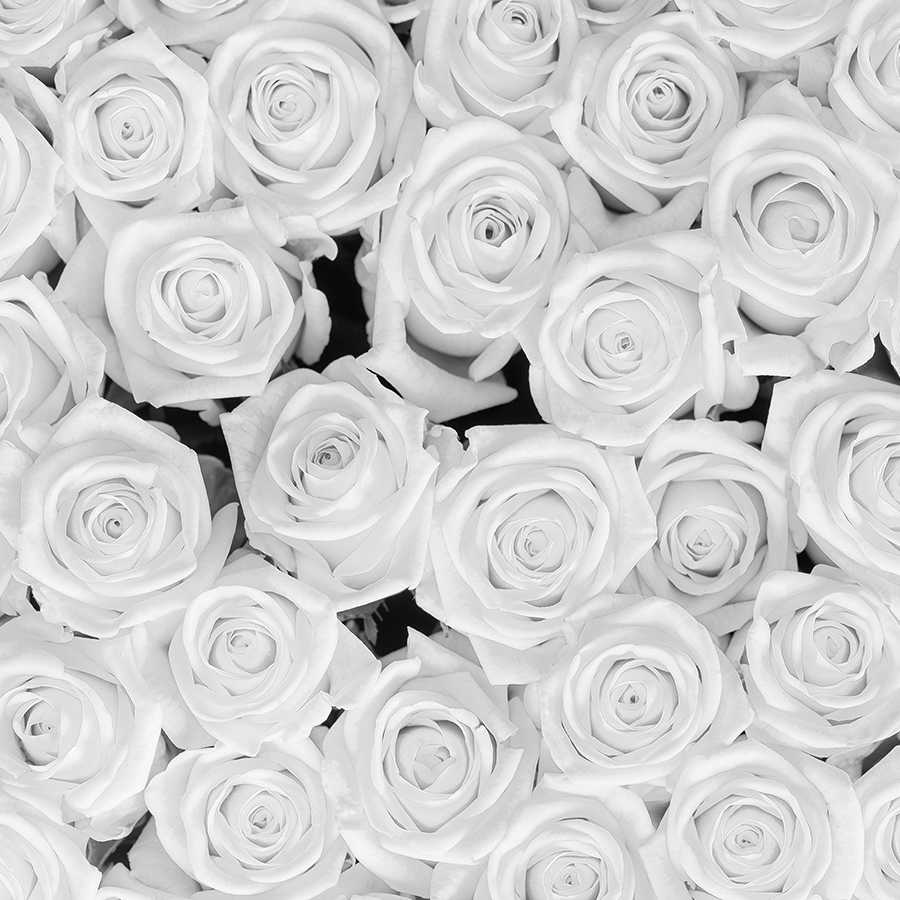 Pflanzen Fototapete weiße Rosen auf Matt Glattvlies
