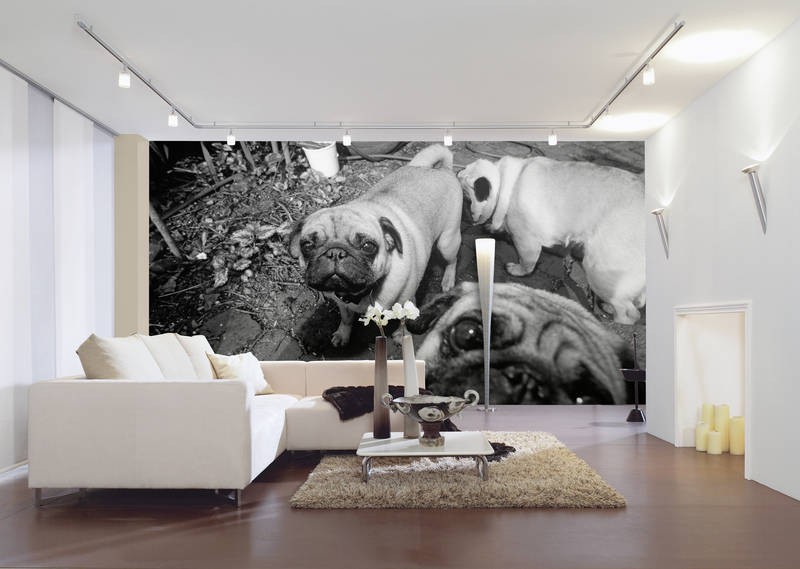             Hundebabys – Fototapete Haustier Mops Schwarz-Weiß
        