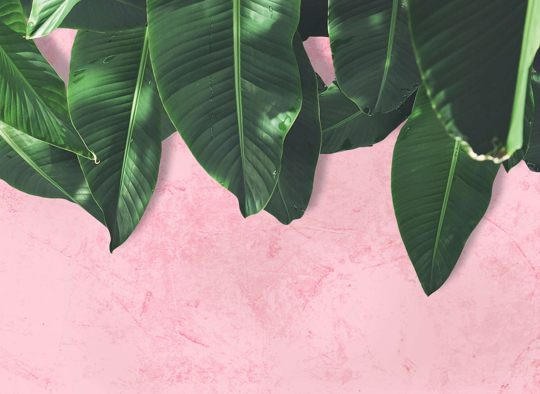             Fototapete tropische Blätterwand – Rosa, Grün
        
