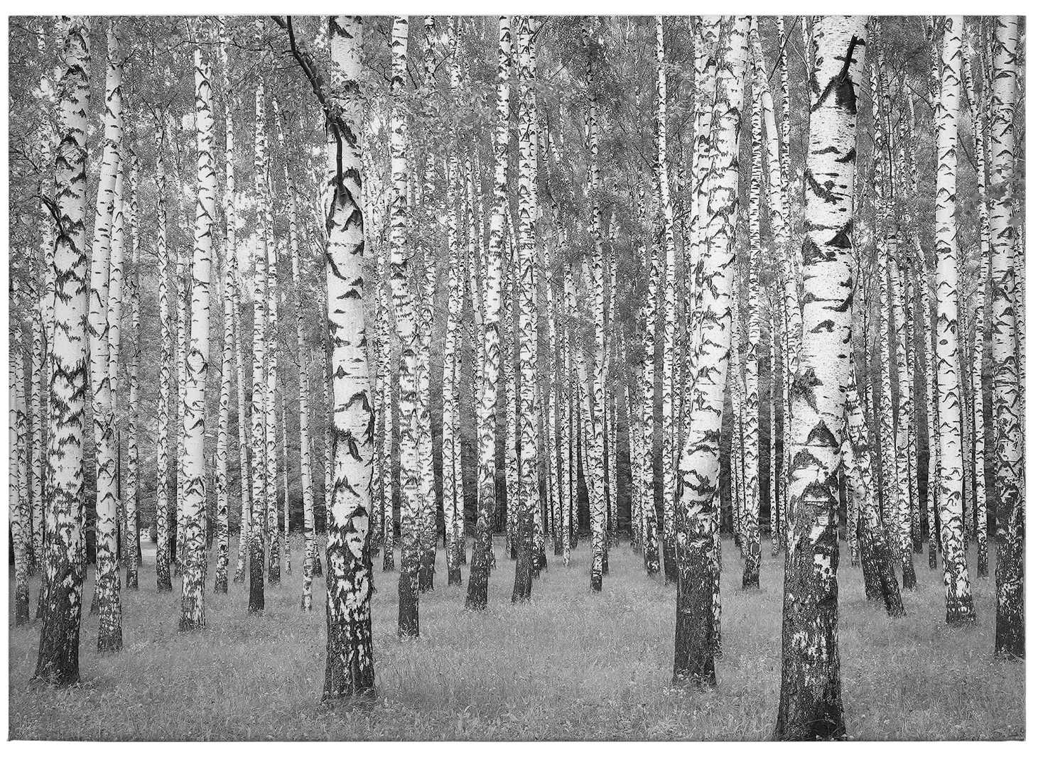             Birkenwald Leinwandbild Schwarz-Weiß – 0,70 m x 0,50 m
        