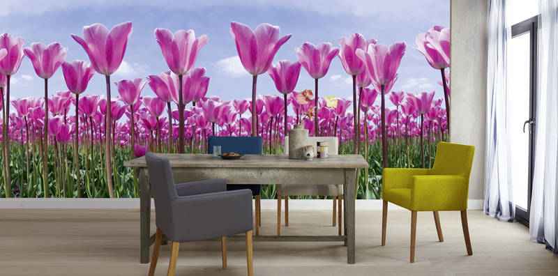             Tulpenfeld – Fototapete Blumen mit pinken Tulpen
        