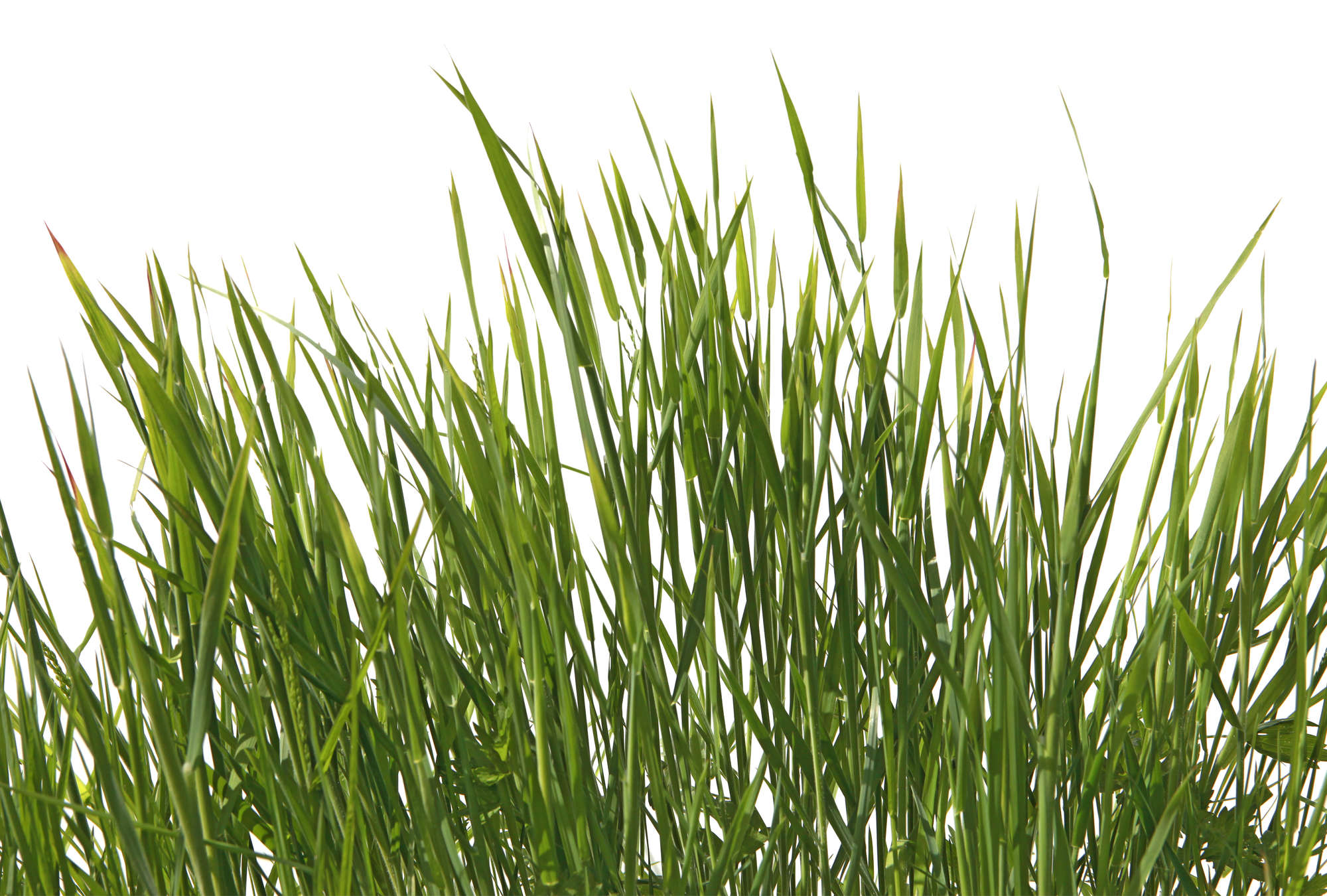             Fototapete Gräser Detail mit weißem Hintergrund
        