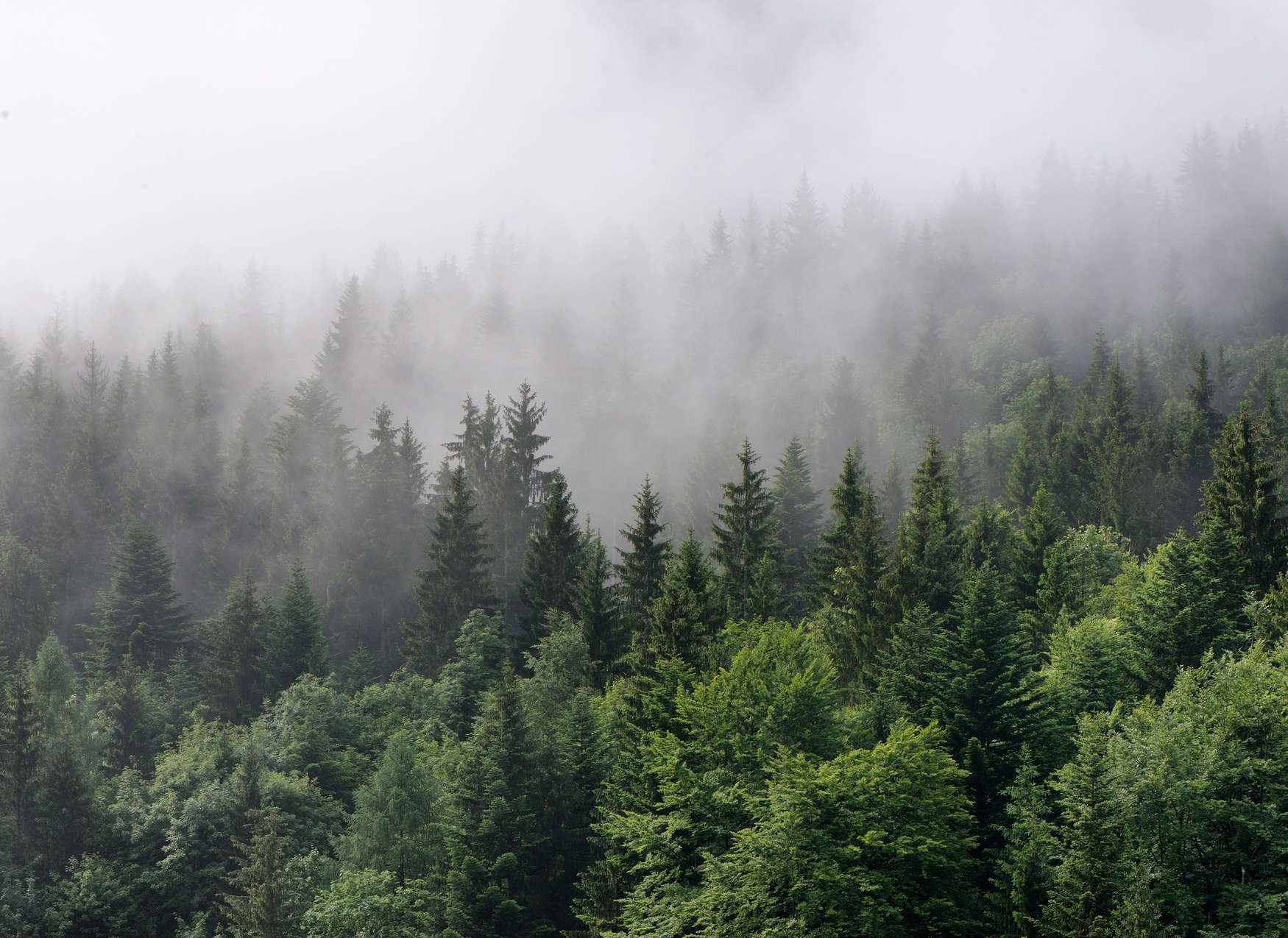             Wald von oben an einem nebeligen Tag – Grün, Weiß
        