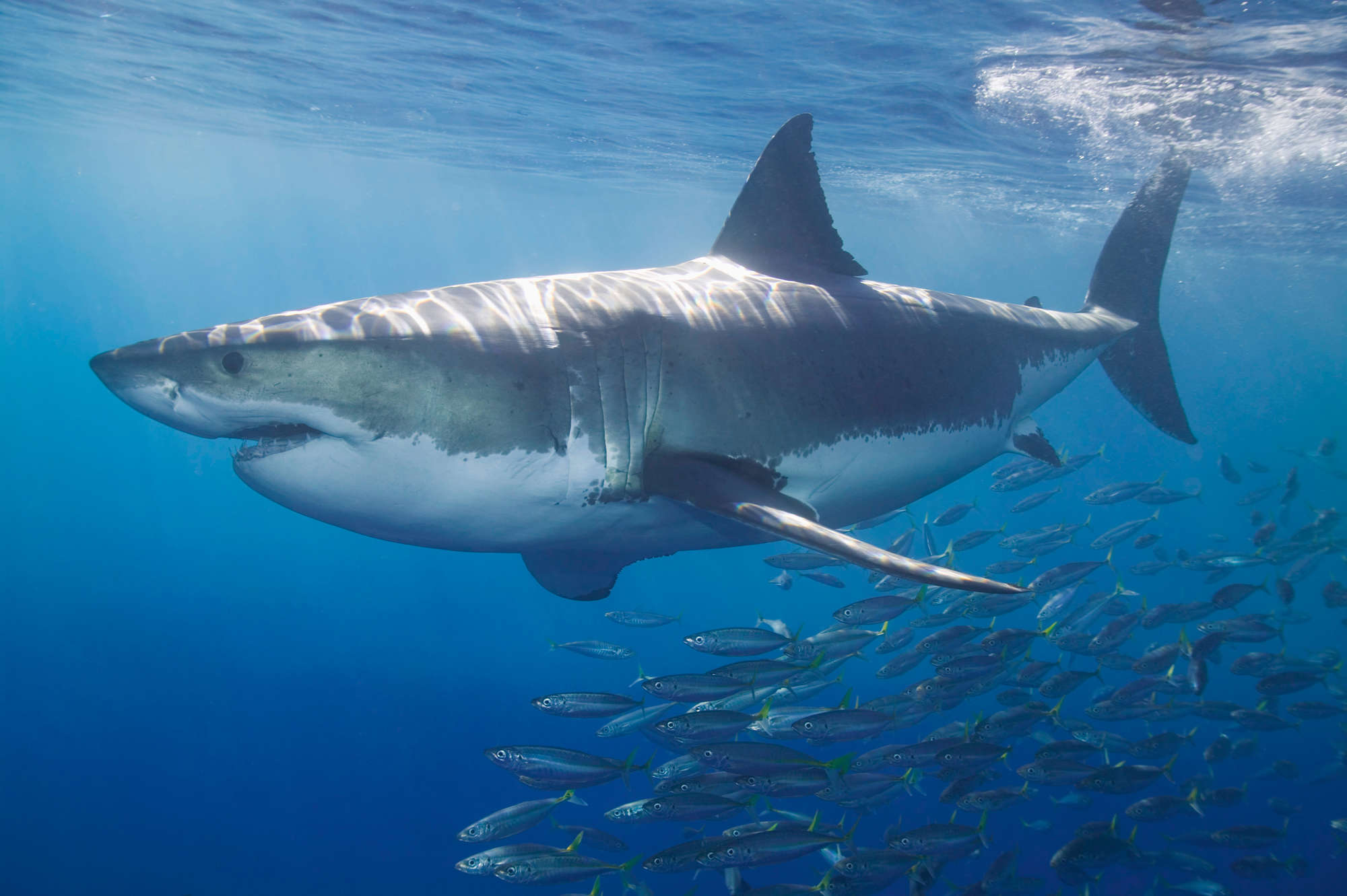             Weißer Hai Fototapete mit Fischschwarm auf Premium Glattvlies
        