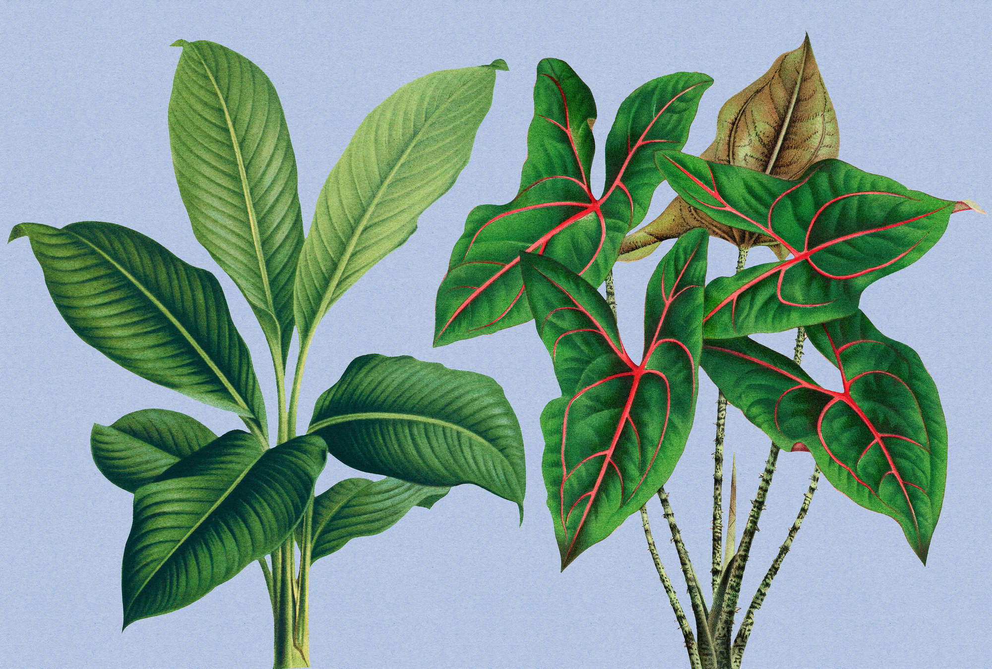             Leaf Garden 1 – Blätter Fototapete Blau mit tropischen Pflanzen
        