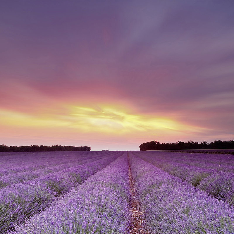 Natur Fototapete Lavendelfeld im Sonnenuntergang – Mattes Glattvlies
