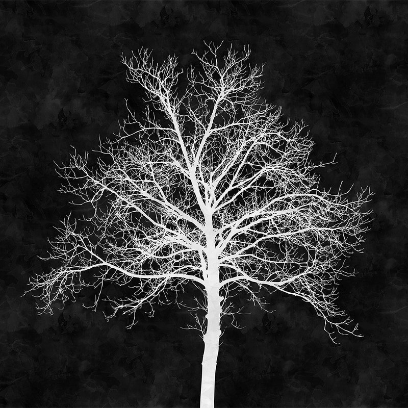         Schwarz-Weiß Fototapete weißer Baum – Weiß, Schwarz
    