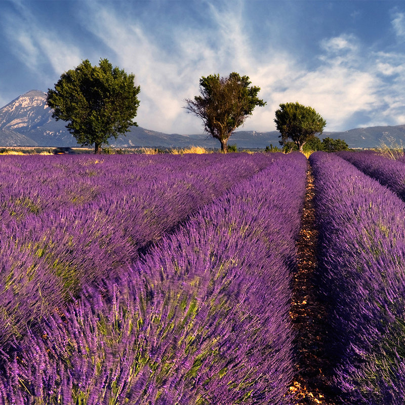 Natur Fototapete Feld mit Lavendel – Mattes Glattvlies
