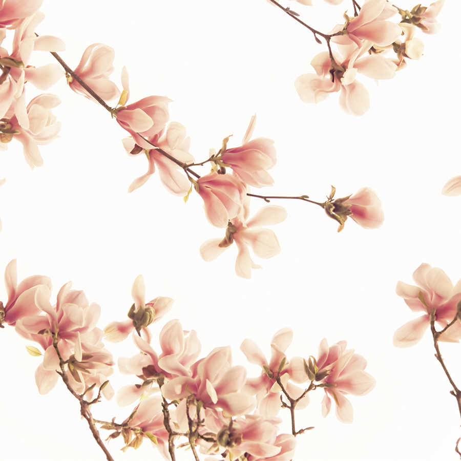 Fototapete Blüten in Rosa – Strukturiertes Vlies
