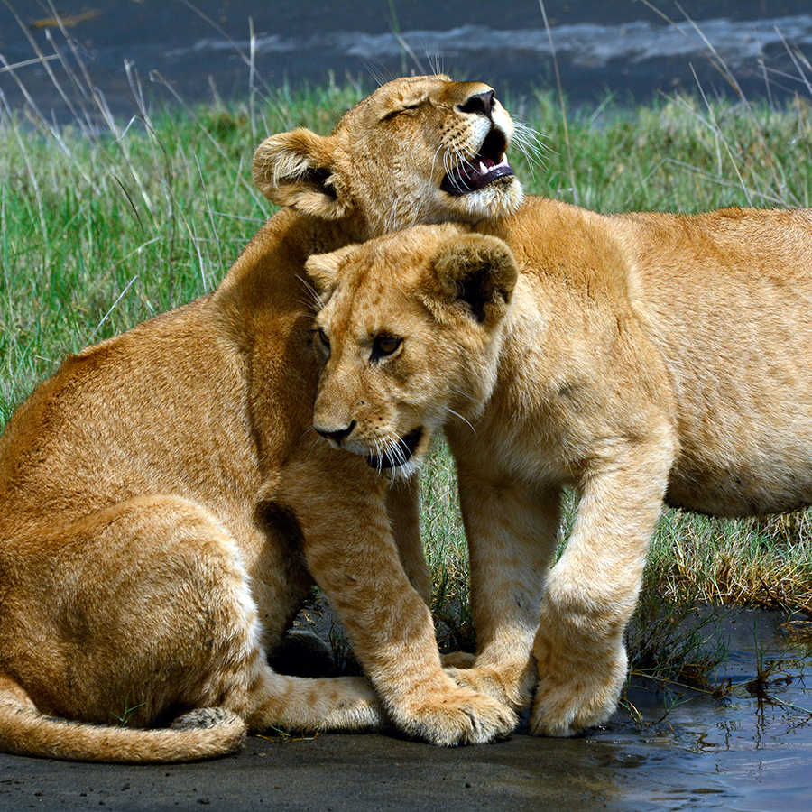 Löwen Fototapete spielende Junge auf Strukturvlies
