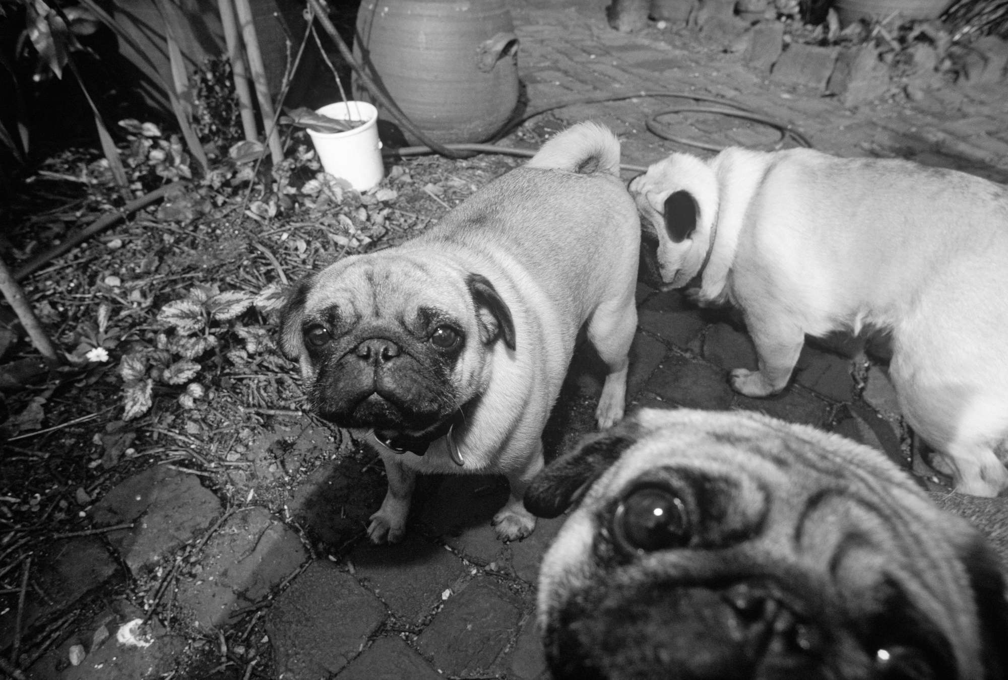             Hundebabys – Fototapete Haustier Mops Schwarz-Weiß
        