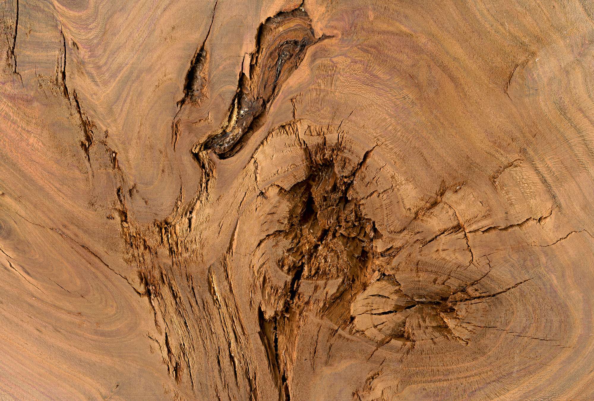             Detailaufnahme von einem Baumstamm – Eiche
        