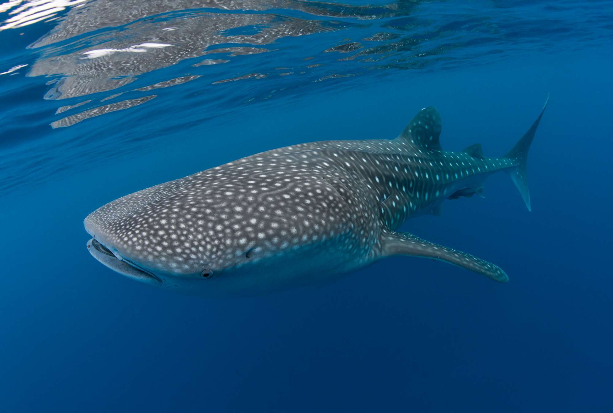             Fototapete Unterwassermotiv Walhai
        
