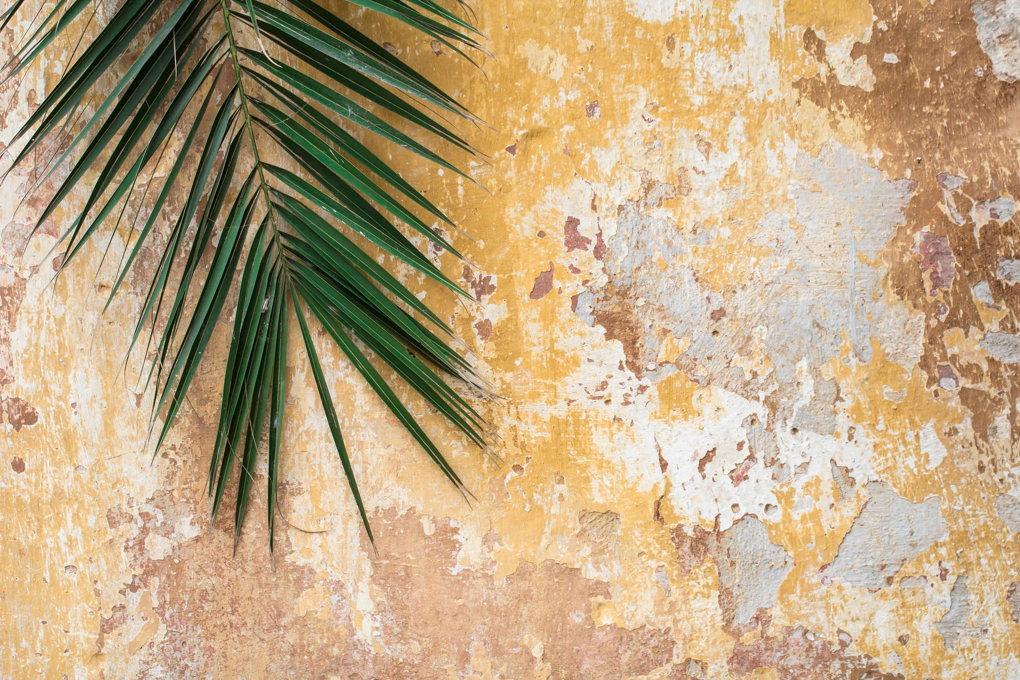             Natur Fototapete Palmenblatt vor Steinmauer auf Premium Glattvlies
        