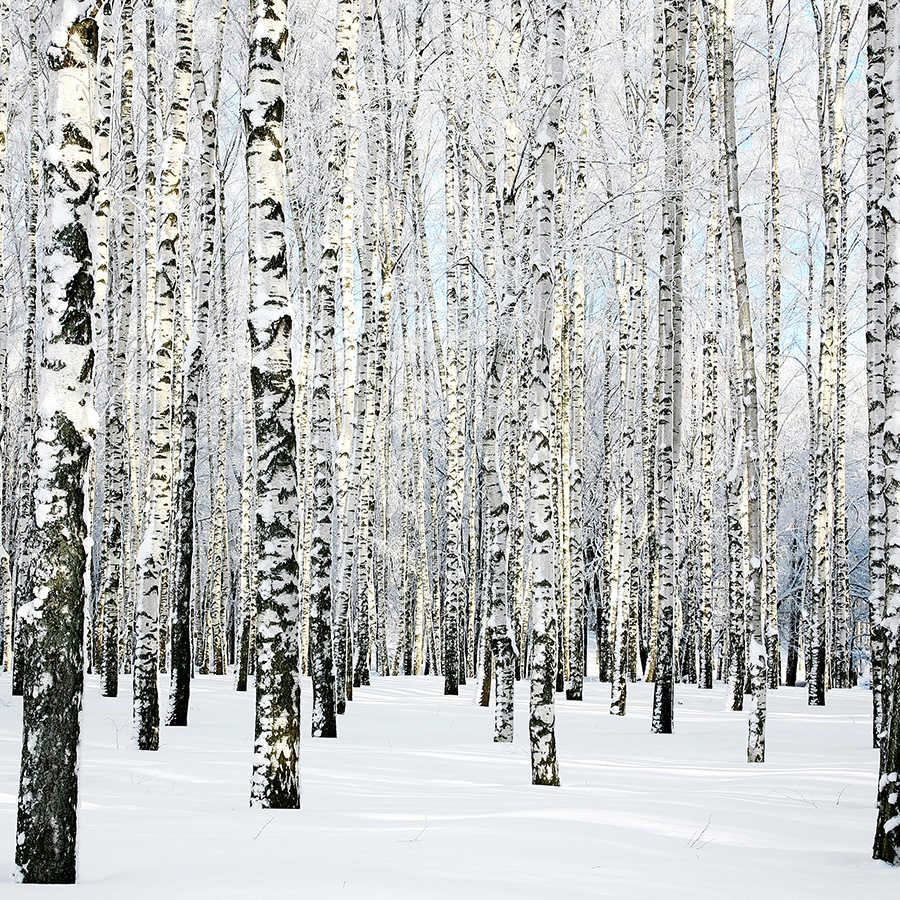 Natur Fototapete Birkenwald im Winter auf Perlmutt Glattvlies

