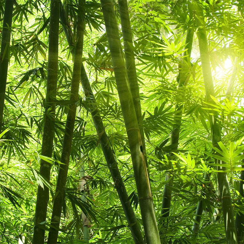Fototapete Bambus und Blätter – Strukturiertes Vlies
