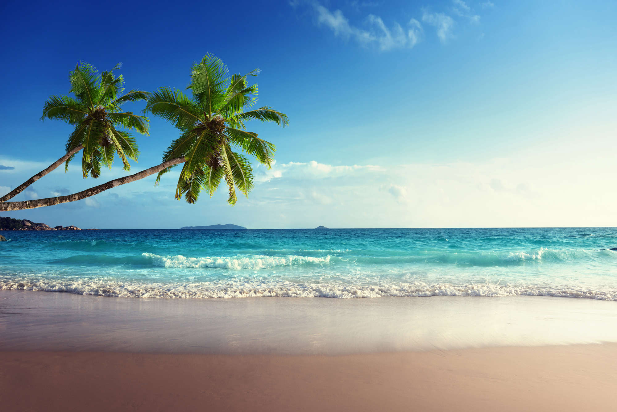             Strand Fototapete zwei Palmen an der Küste auf Premium Glattvlies
        