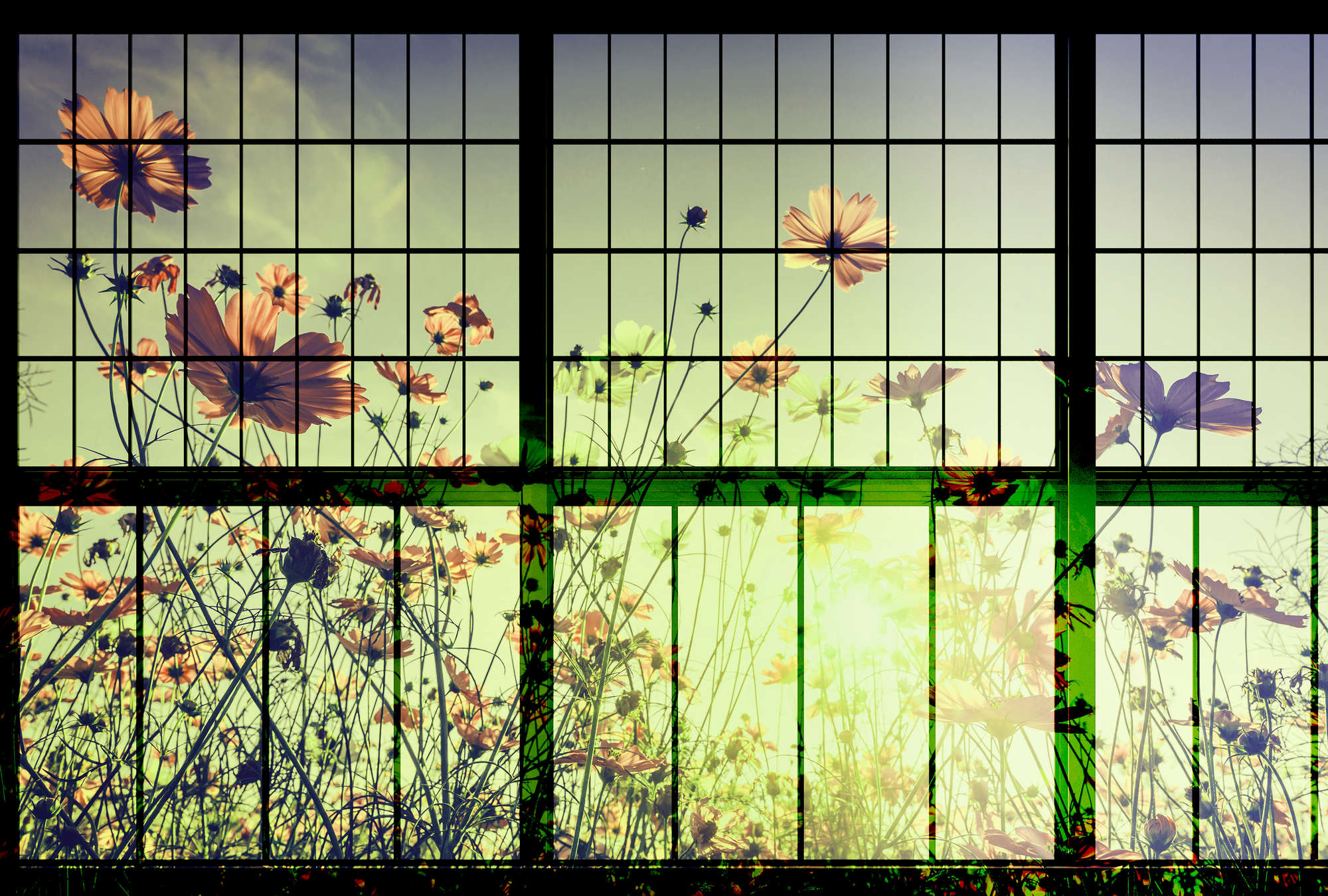             Meadow 2 - Sprossenfenster Fototapete mit Blumenwiese – Grün, Rosa | Struktur Vlies
        