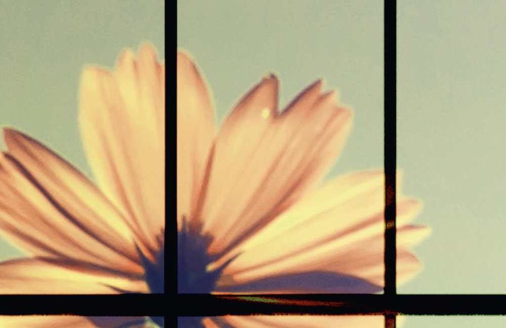             Meadow 2 - Sprossenfenster Fototapete mit Blumenwiese – Grün, Rosa | Perlmutt Glattvlies
        