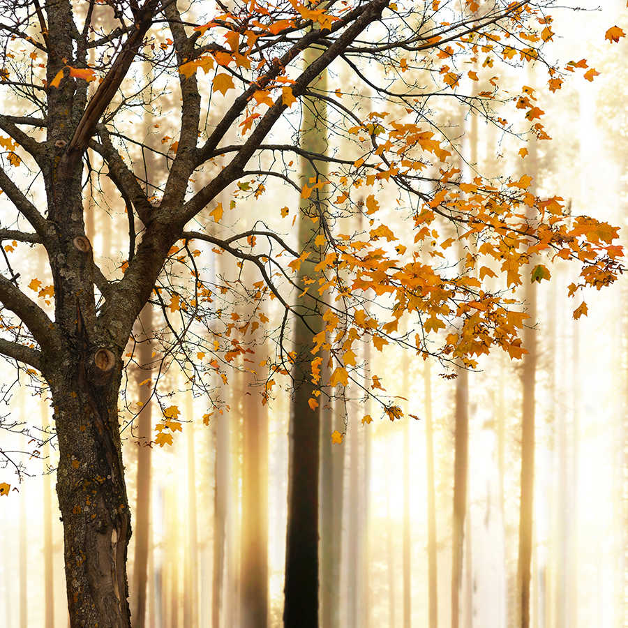 Natur Fototapete Herbstwald Motiv auf Matt Glattvlies

