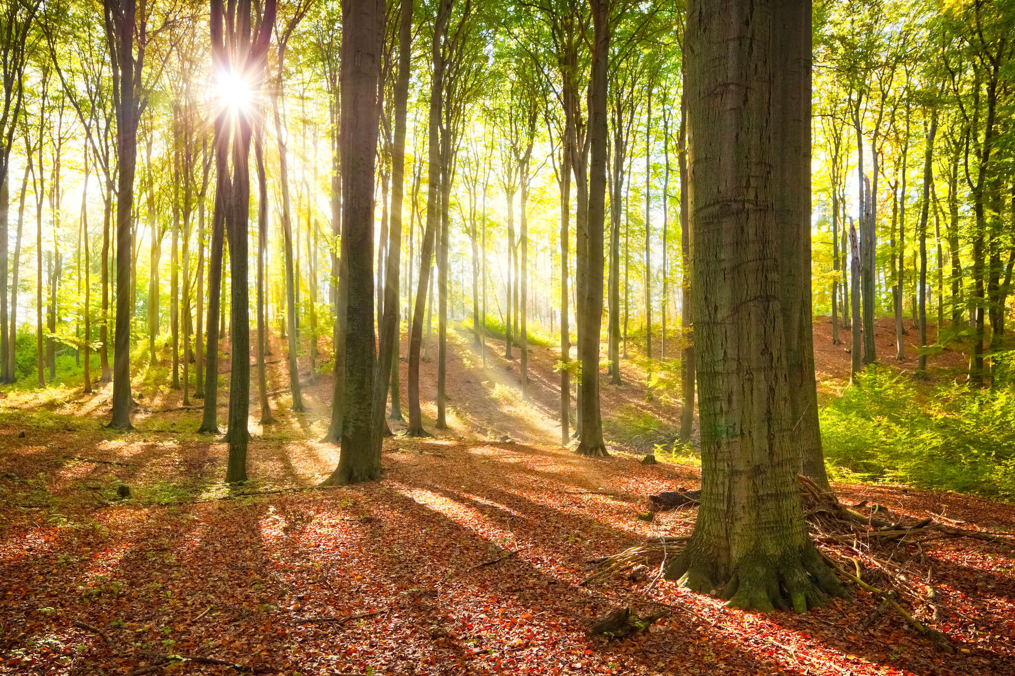             Natur Fototapete Wald mit Sonnenstrahlen auf Perlmutt Glattvlies
        