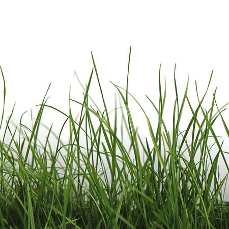 Fototapete mit Detailaufnahme von frischem Gras vor weißem Hintergrund
