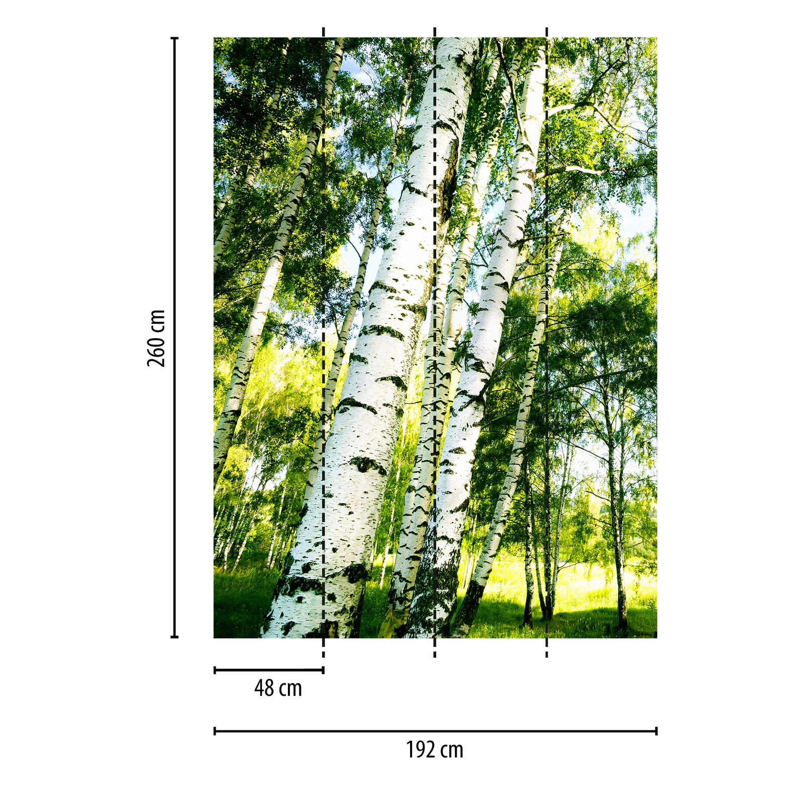             Birkenwald Fototapete im Hochformat – Grün, Weiß
        