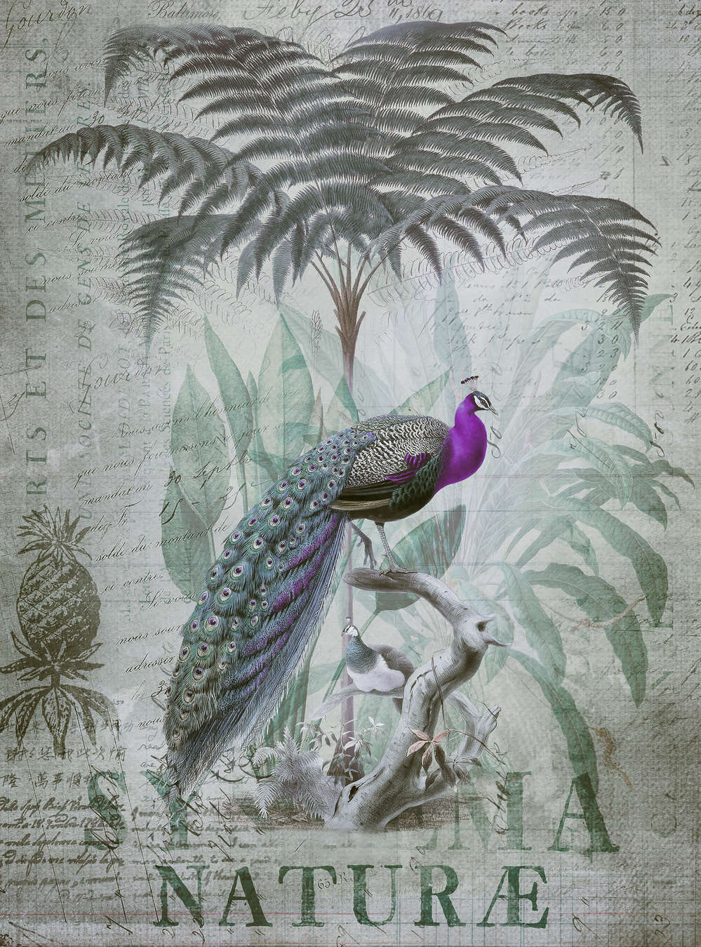             Vintage Fototapete lila Pfau mit tropischen Pflanzen & Schrift
        