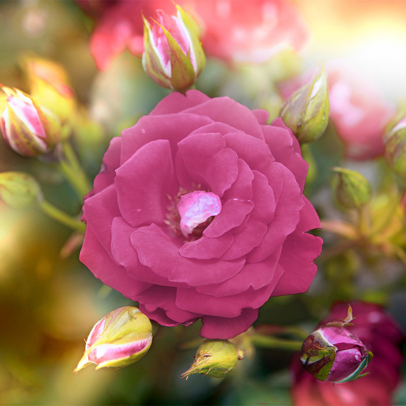 Fototapete Blume mit Blüte in pink – Perlmutt Glattvlies
