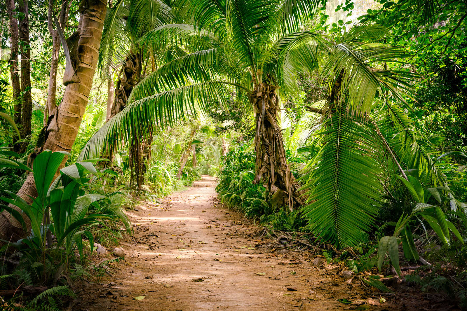             Leinwand mit Palmenweg durch eine tropische Landschaft – 0,90 m x 0,60 m
        