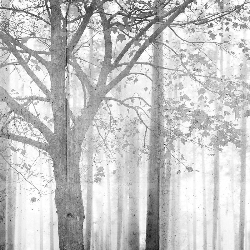 Fototapete Wald in Schwarz-Weiß mit Grauschattierung – Grau, Weiß, Schwarz
